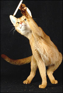 Illustration for article titled Early Caturday News: Five big cat genomes sequenced